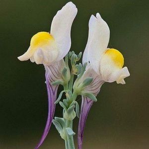 Meet your Posher, Jean